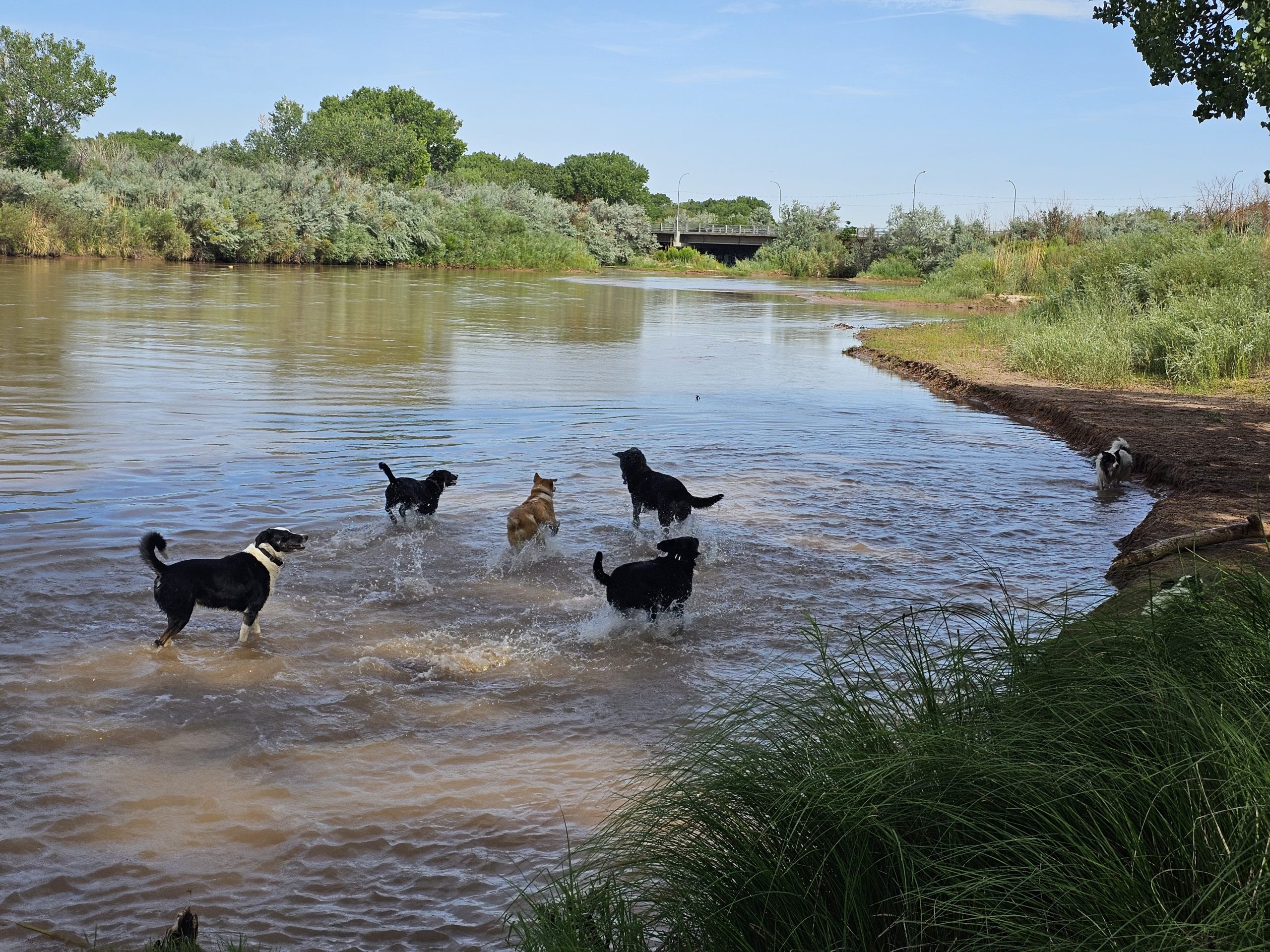Dogs playing in a river on a sunny day.