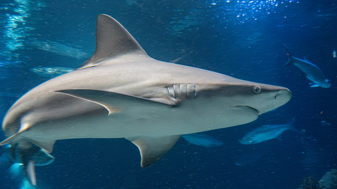 Close-up of shark swimming in ocean