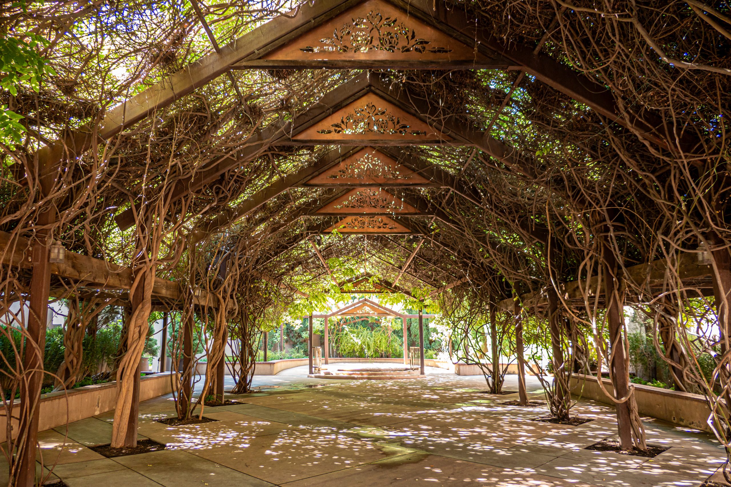 Wooden pergola with climbing vines and dappled sunlight.